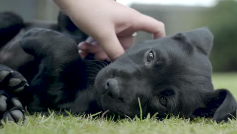 Small-young-Black-Labrador-enjoying-being-scratched-behind-its-ear-by-a-hand