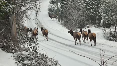 Herde-Von-Elchen,-Die-Eine-Schneebedeckte-Straße-In-BC,-Kanada,-Hinuntergehen