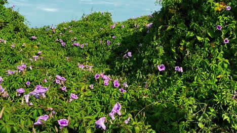 Blooming-Ipomoea-Cairica-Flowers-Swaying-With-The-Wind-Near-Clovelly-Beach-In-Sydney,-New-South-Wales-On-A-Sunny-Springtime