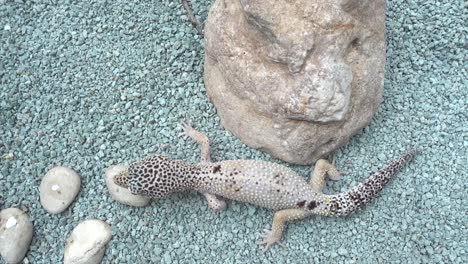 Top-view-of-leopard-gecko-hiding-on-blue-gravel-in-terrarium
