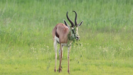A-springbok-irritated-by-a-plant-hooked-on-its-horns-and-covering-its-face,-Kgalagadi-Transfrontier-Park