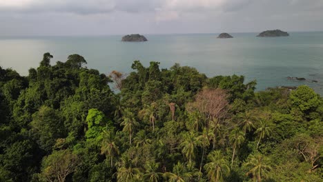 Panoramic-view-of-drone-flying-over-the-Palm-trees-in-the-coastal-National-park