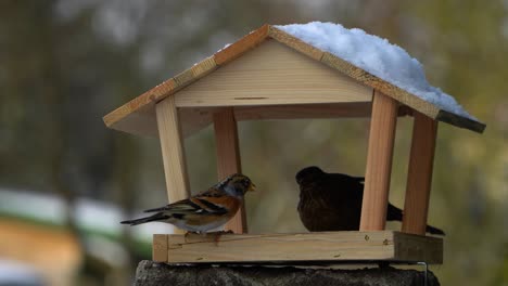 Bunte-Bergfink-Und-Dunkle-Weibchen-Der-Gemeinen-Amsel,-Die-Harmonisch-Von-Einem-Vogelhäuschen-Fressen