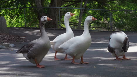 Small-flock-of-four-domestic-geese-standing-on-concrete-path-in-natural-park
