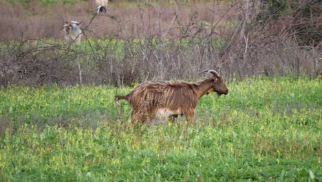 Slow-motion-shot-of-brown-horned-goat-walking-on-green-meadow-in-Sardinia,-Italy