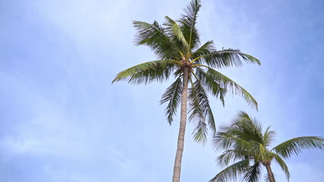 Palm-Trees-Low-Angle-Panning-Shot,-High-Cirrus-Cloud-in-Sky-Background