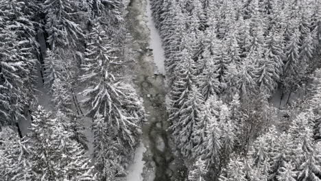 Río-Congelado-En-Un-Bosque-De-Coníferas-En-Invierno,-Nieve-Y-Hielo,-República-Checa