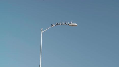 Flock-of-Pigeons-Sitting-on-Top-of-a-City-Street-Light-while-One-Pidgeon-Flies-into-Frame-4K
