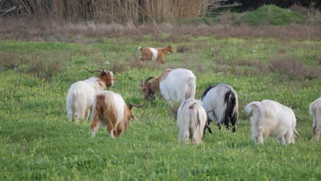 Slow-motion-shot-of-grazing-herd-of-horned-goats-on-green-pasture-in-Sardinia,-Italy