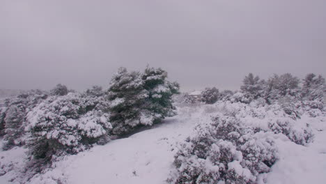 Invierno-Blanco-Nevado-Ladera-árboles-Escena-De-Invierno-Desierto