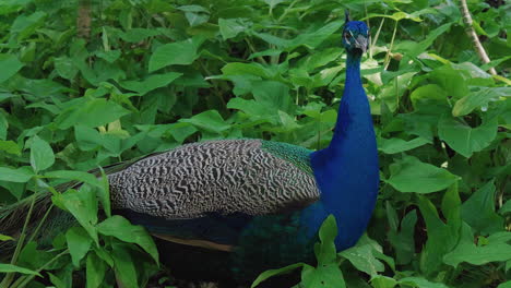 Vibrant-blue-male-peacock-standing-among-small-bushes-in-New-Caledonia
