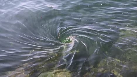 In-Klarem-Wasser-Bildet-Sich-Vor-Der-Küste-Ein-Großer,-Natürlich-Vorkommender-Whirlpool