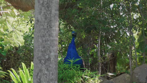 Tracking-shot-reveals-colorful-male-peacock-on-island-of-New-Caledonia