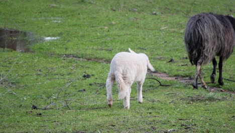 Slow-motion-shot-of-lamb-walking-away-shaking-its-head-in-Sardinia,-Italy