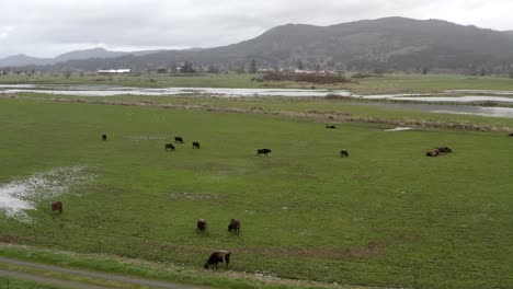 Black-Angus-cattle-herd-grazing-on-pasture-grassland,-Oregon-USA,-aerial-view