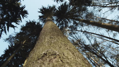 Moving-upward-along-trunk-of-tall-conifer-tree-in-pine-forest,-Kokorin-Harasov,-Czech-Republic