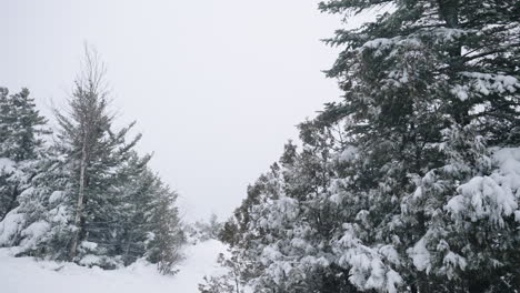 Schneebedeckte-Bäume-Schwanken-Während-Des-Schneesturms-Im-Winter