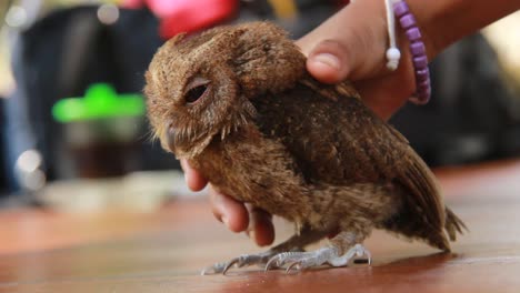 a-close-up-of-a-cute-little-pet-owl