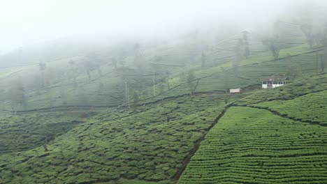 Luftaufnahme-Des-Teegartens-Mit-Nebligem-Himmel-In-Wonosobo,-Indonesien