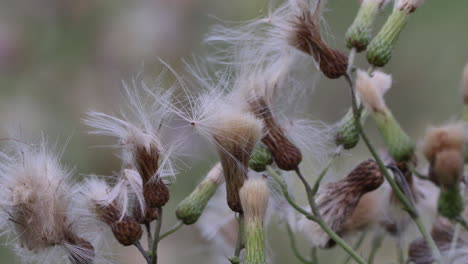 A-patch-of-wild-thistle-down-seeds-blowing-in-the-breeze