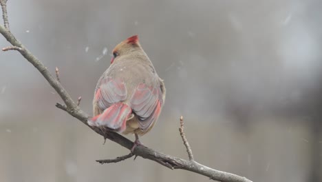 Nahaufnahme-Von-Vögeln-Auf-Einem-Ast-Eis-Und-Schnee-Wintertag
