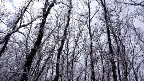 Winterlandschaft-Mit-Kahlen-Bäumen-Und-Trockenen-Ästen,-Die-Mit-Weißem-Schnee-Bedeckt-Sind