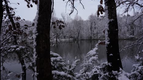 Frozen-tree-leaves-and-bushes-covered-in-snow-on-shore-of-calm-lake-with-cold-water