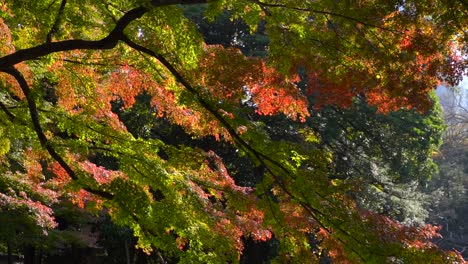 Tilt-up-over-beautiful-multi-colored-autumn-leaves-slowly-waving-in-the-wind