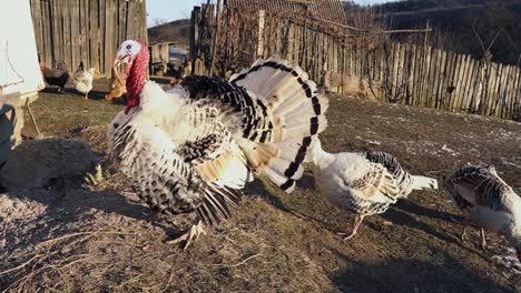 Big-White-Turkey