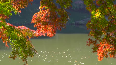 Beautiful-autumn-colored-trees-in-red-and-green-against-pond-at-daytime-in-slow-motion