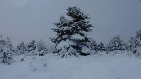 Einfrieren-Schneebedeckte-Bäume-Winterlandschaft-Nach-Frostigen-Schneefall-Blizzard