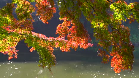 Beautiful-autumn-colored-trees-against-pond-at-daytime-in-slow-motion