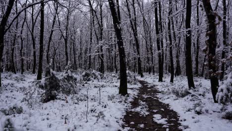 Caminando-A-Través-De-árboles-En-Un-Bosque-Tranquilo-En-Invierno,-Nieve-Blanca-Cayendo-De-Las-Ramas