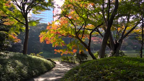 Hermosa-Revelación-Lenta-De-Colores-Otoñales-Y-Pasarela-Dentro-Del-Jardín-Paisajístico-Japonés