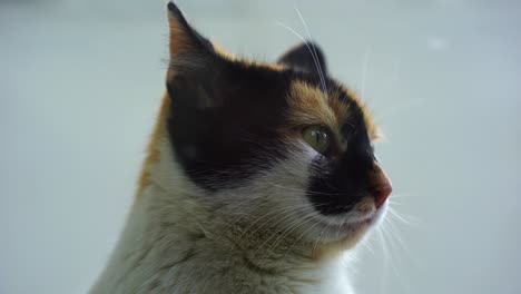Katze-Mit-Grünen-Augen-Und-Schwarzbraunen-Stempeln,-Die-Sich-Umsehen,-Tiergesicht-In-Der-Nähe