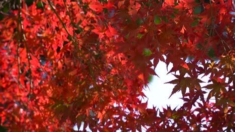 Herbstfarbene-Rote-Ahornblätter,-Die-Langsam-Im-Wind-Wehen,-Nahaufnahme-Tagsüber
