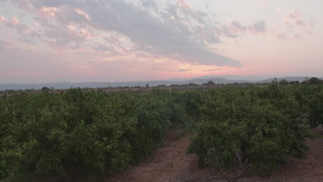 Dolly-shot-of-an-olive-tree-field-during-sunset-in-Italy