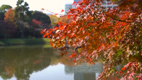 Schöne-Leuchtend-Rote-Ahornblätter-Schließen-Sich-Im-Japanischen-Garten-Mit-Teich