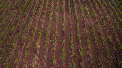 Aerial-lowering-toward-vertical-rows-of-grapevines-growing-in-a-vineyard-in-Els-Purgatés,-Alicante,-Spain