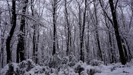 Frozen-snow-on-a-misty-winter-day-inside-forest-trees-with-dry-leafless-branches