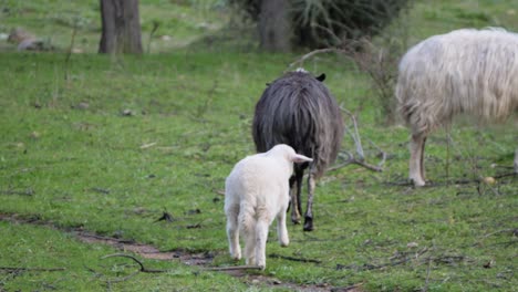 Lamb-walking-away-shaking-its-head-in-Sardinia,-Italy