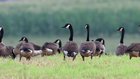 A-small-group-of-wild-Canadian-Geese-feeding-in-a-grass-field