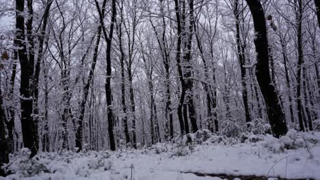 Quiet-forest-with-trees-silhouettes-covered-in-white-snow,-pan-shot