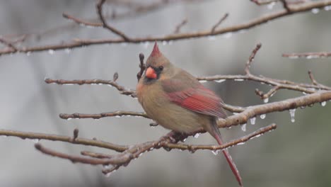 Female-Cardinal-resting-on-icy-tree-branch