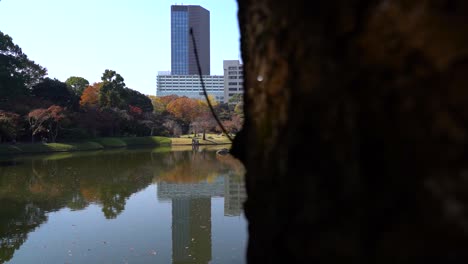 Reveal-of-Koishikawa-Korakuen-gardens-in-Tokyo,-Japan-during-fall-color-season