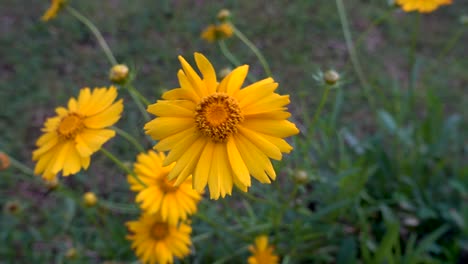 Wind-blowing-on-yellow-daisy-flower-in-garden-with-blurred-background