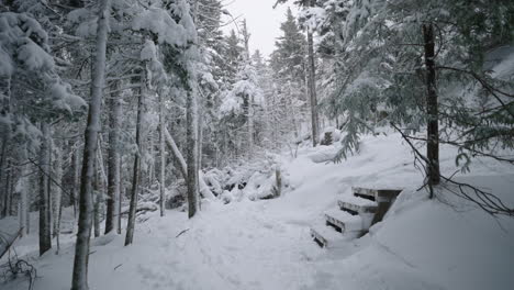 Wooden-Steps-Inside-Snowy-Forest-With-Pine-Trees