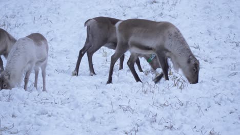 Sami-Reindeer-grazing-and-poking-around-in-the-thick-snow-in-Lapland,-Sweden---Static-medium-shot