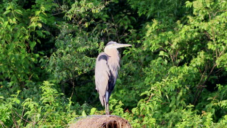 A-gray-heron-sitting-on-a-nesting-box-in-a-lake