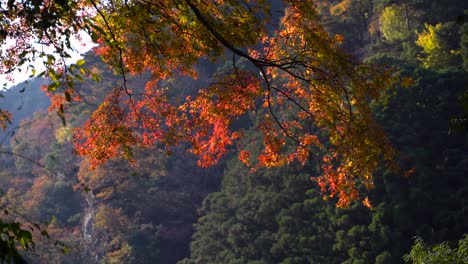 Beautiful-bright-red-Maple-Leaf-tree-with-falling-leaves-during-fall-foliage